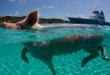 Swimming Pigs Beach on Bahamas